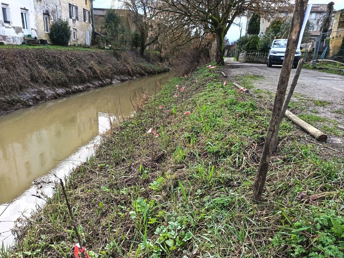 2026 - Végétalisation de la berge rive gauche du Grand Estey (Gaillardon)