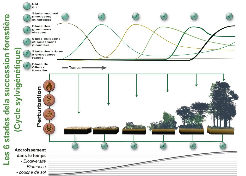 Exemple de la succession forestière (LucasMartinFrey, CC BY 3.0 via Wikimedia Commons)