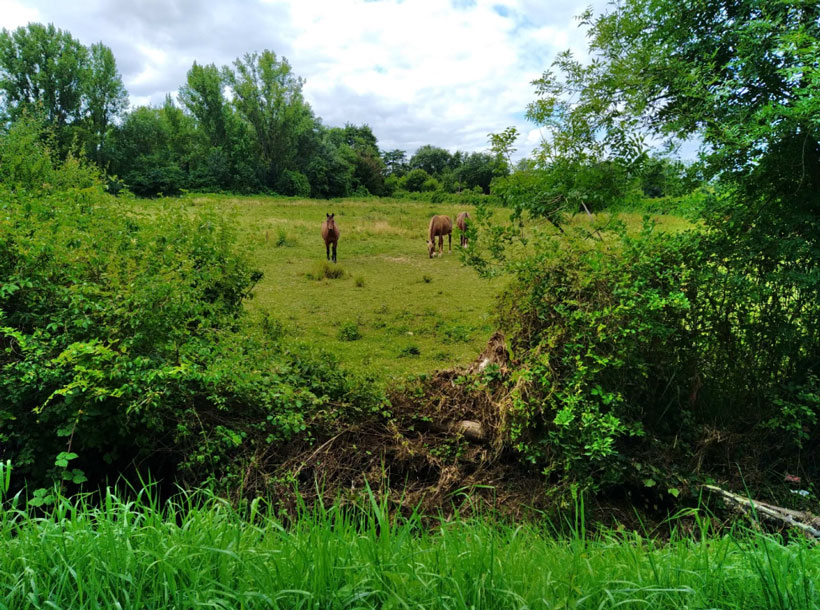 Prairie alluviale en rive droite juste en amont de la D10 à Camblanes et Meynac (9 juillet 2021)