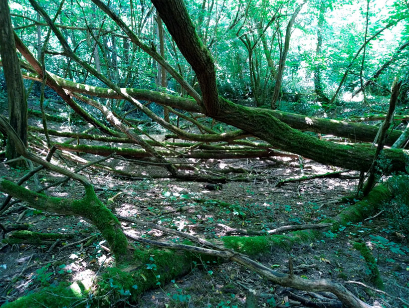 Zone alluviale en amont du bassin sur la commune de Cénac (22 juillet 2021)