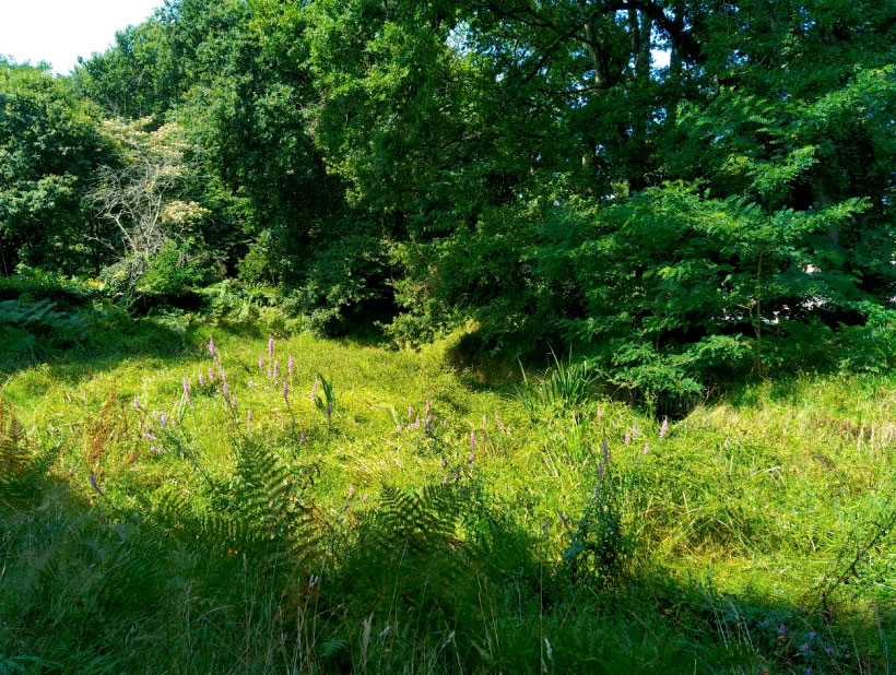 Zone naturelle médiane sur la commune de Camblanes et Meynac (22 juillet 2021)